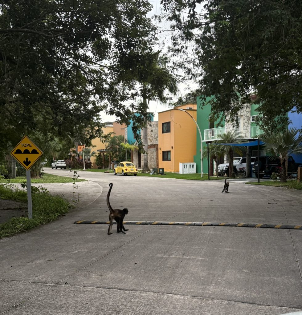 Spider Monkeys after a shower,  Playa Del Carmen, Mexico